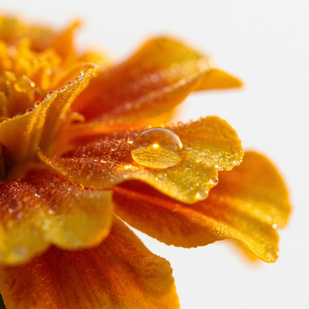 ZEAXANTHIN