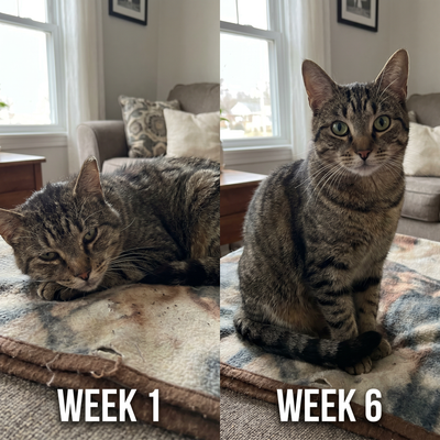 Advanced Feline Taurine Formula